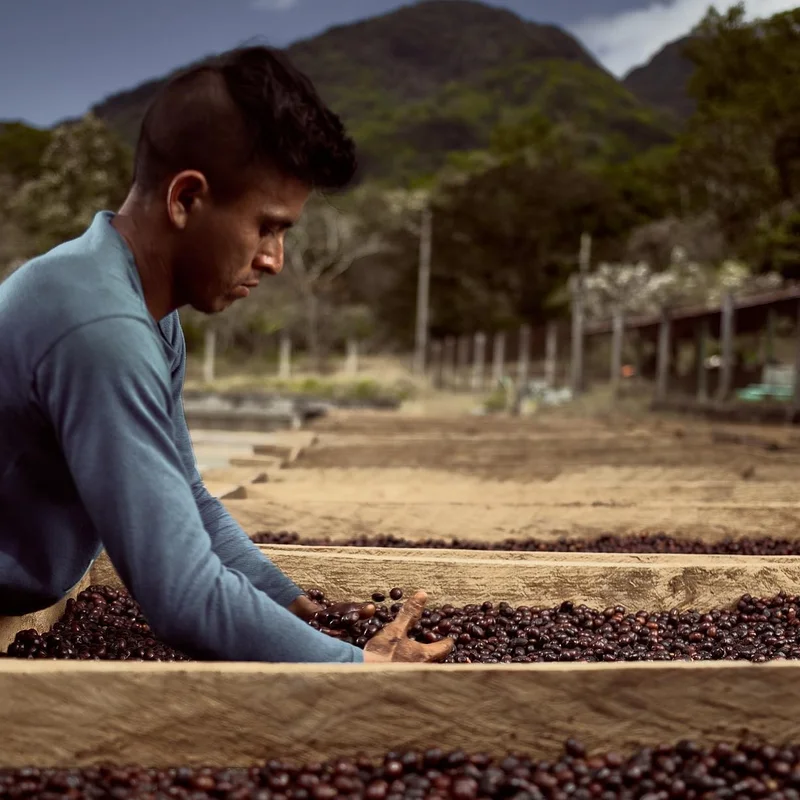 Coffee Beans Mexico El Estribo COE #8 2021