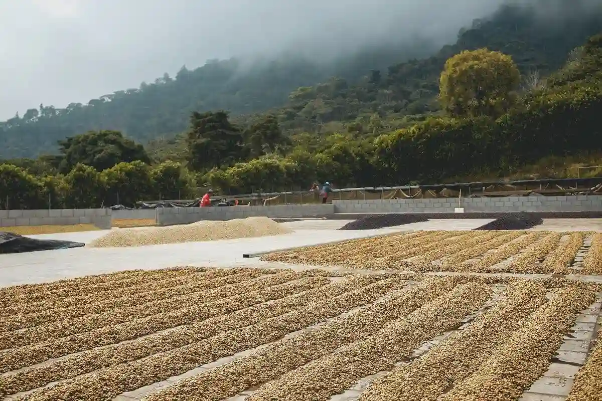 The DABOV roastery in operation