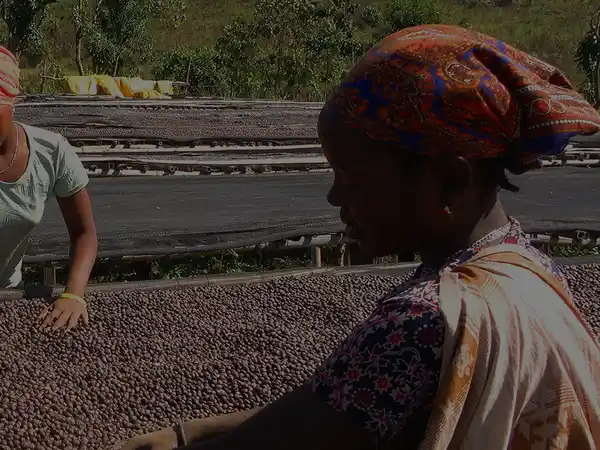 Single-origin specialty coffee beans