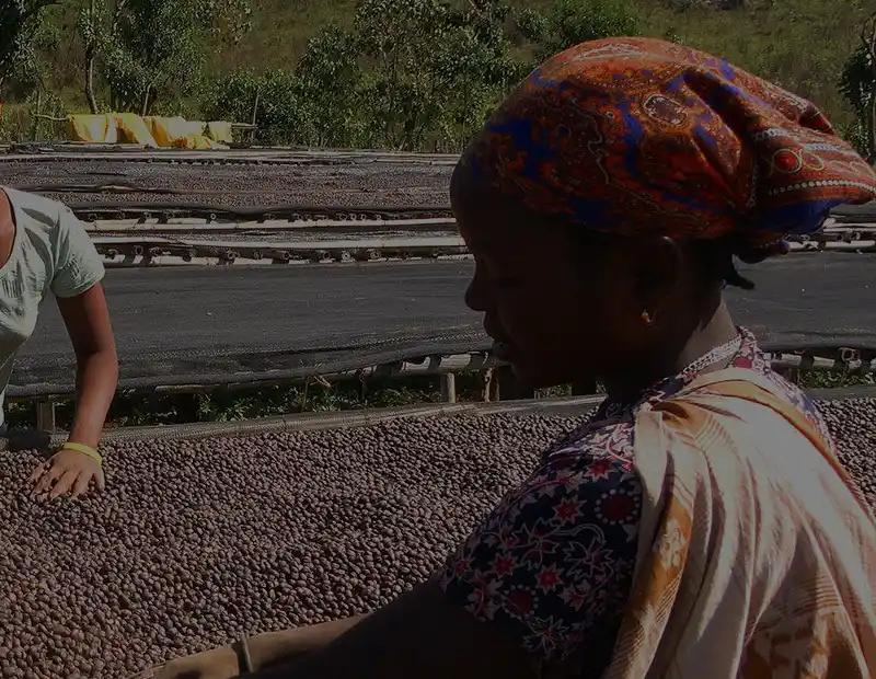 Coffee farmer inspecting freshly harvested cherries at origin