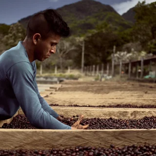 Coffee Beans Mexico El Estribo COE #8 2021
