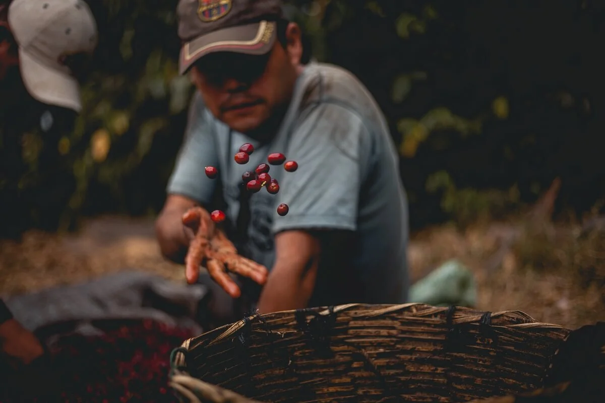 Hands holding green coffee cherries on a sustainable coffee farm