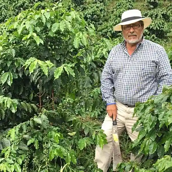 Pacamara coffee blossom from Osvaldo Pérez Ramírez farm